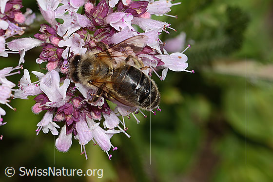 Foto: Westliche Honigbiene (Apis mellifera) an Echtem Dost (Origanum vulgare). Ansicht von oben.