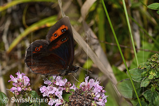 Foto: Graubindiger Mohrenfalter (Erebia aethiops) auf Echtem Dost (Origanum vulgare). Flügel wenig geöffnet. Ansicht von der Seite.