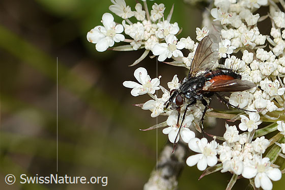 Foto: Rotgefleckte Raupenfliege (Eriothrix rufomaculatus) auf  Wilder Möhre (Daucus carota ssp. carota). Länge 8mm. Weibchen. Ansicht von schräg vorne.