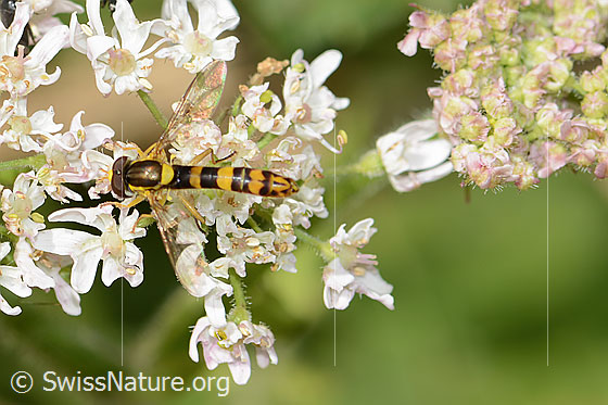 Foto: Gewöhnliche Langbauchschwebfliege (Sphaerophoria scripta) auf Wilder Möhre (Daucus carota ssp. carota). Länge 9 - 12mm. Männchen. Ansicht von schräg oben.