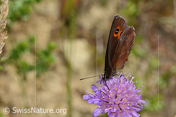 Foto: Graubindiger Mohrenfalter (Erebia aethiops) auf Wald-Witwenblume (Knautia dipsacifolia). Flügel geschlossen. Ansicht von vorne.
