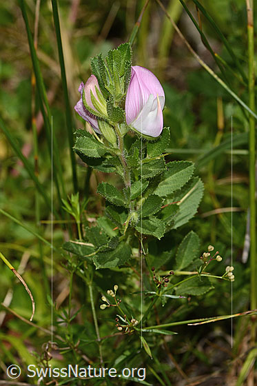 Photo: Probably Ononis repens. Blossom and leaves.