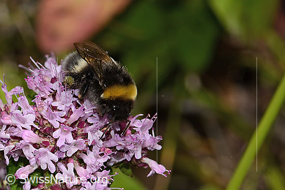 Photo: Bombus terrestris on Origanum vulgare. Length 22mm. Queen. View diagonally from the front.
