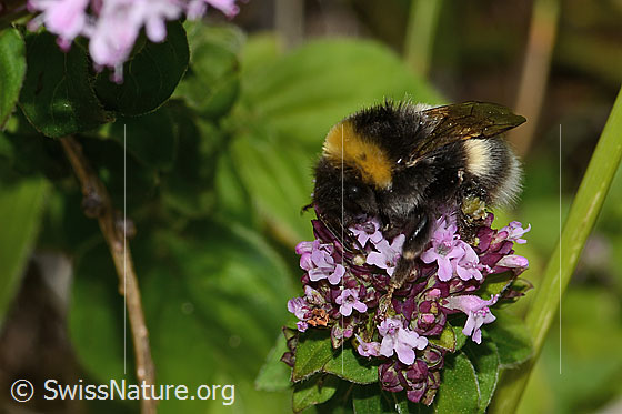 Photo: Bombus terrestris on Origanum vulgare. Length 22mm. Queen. View diagonally from the front.