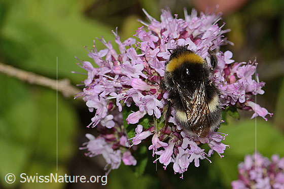 Photo: Bombus terrestris on Origanum vulgare. Length 22mm. Queen. View from above.