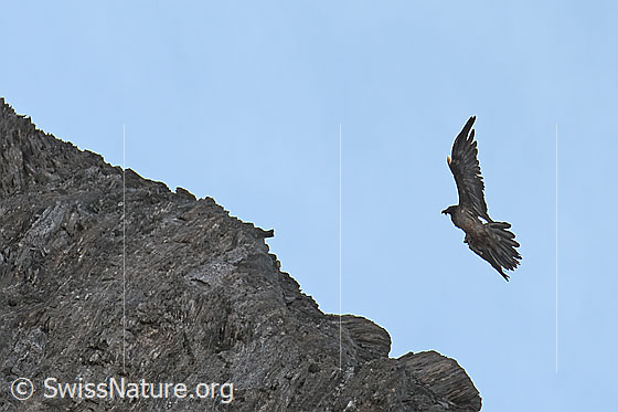 Foto: Bartgeier (Gypaetus barbatus) im Anflug auf Felsvorsprung.