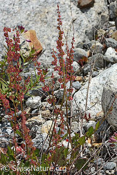 Photo: Rumex scutatus. Whole plant (habiti).
