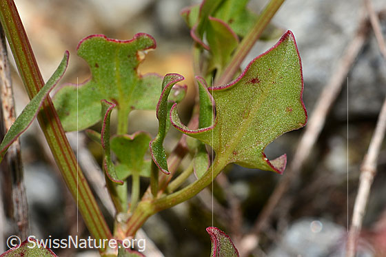 Photo: Rumex scutatus. Leaves.