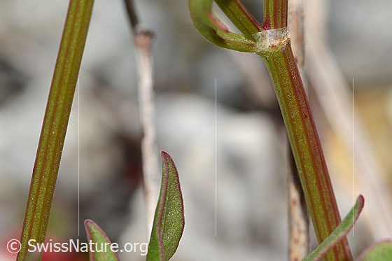 Photo: Rumex scutatus. Stem.