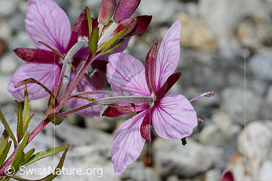 Photo: Epilobium fleischeri. Blossom. View from behind.