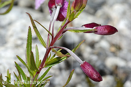 Photo: Epilobium fleischeri. Buds.