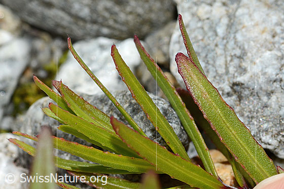 Photo: Epilobium fleischeri. Leaves.