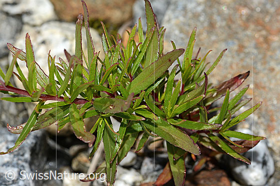 Photo: Epilobium fleischeri. Stem and leaves.