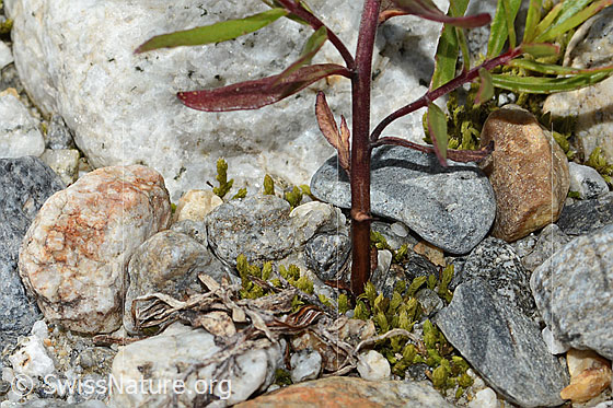 Photo: Epilobium fleischeri. Stem below.