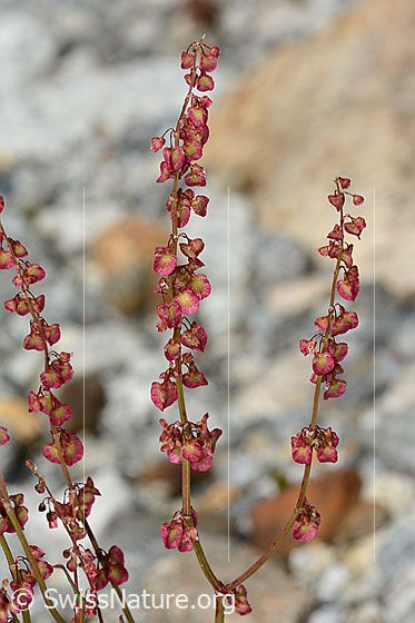 Photo: Rumex scutatus. Blossoms.