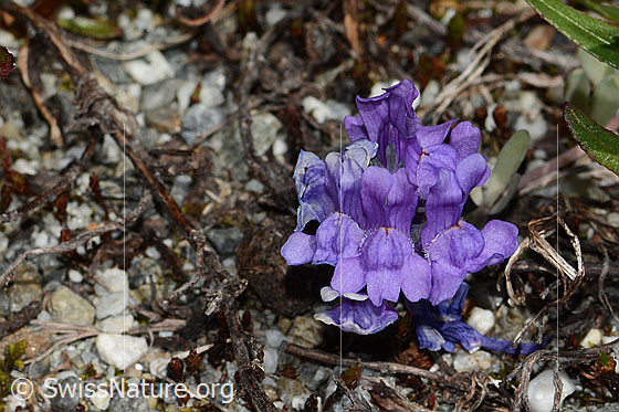 Foto: Alpen-Leinkraut (Linaria alpina). Blüten. Ansicht von vorne.