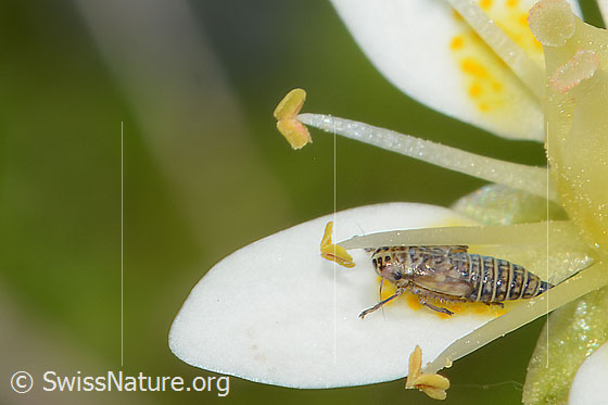 Foto: Wahrscheinlich Moorwanderzirpe (Macrosteles ossiannilssoni) auf Moosartigem Steinbrech (Saxifraga bryoides). Länge 3mm. Nymphe. Ansicht von seitlich oben.