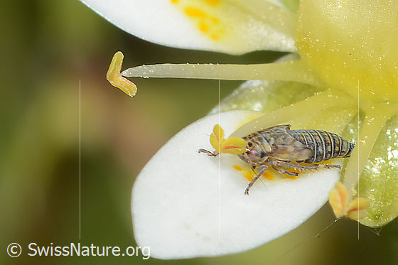 Photo: Probably Macrosteles ossiannilssoni on Saxifraga bryoides. Length 3mm. Nymphe. View diagonally from the front.