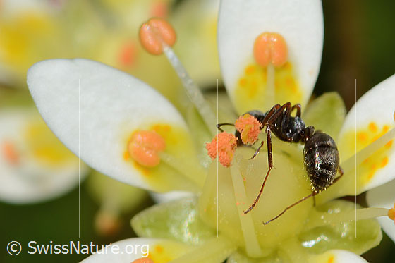 Foto: Formica lemani (Waldameise) auf Moosartigem Steinbrech (Saxifraga bryoides). Länge 5mm. Ansicht von hinten.