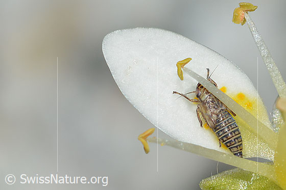 Photo: Probably Macrosteles ossiannilssoni auf Moosartigem Steinbrech (Saxifraga bryoides). Length 3mm. Nymphe. View from the rear side at the top.