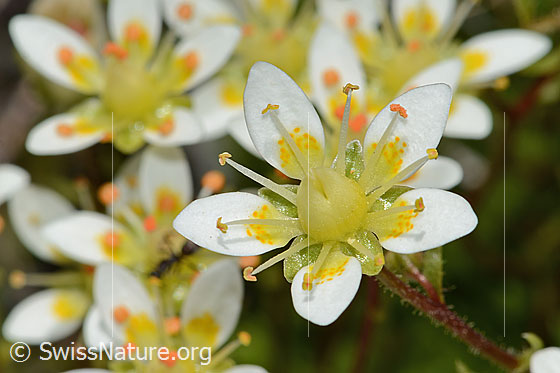 Foto: Moosartiger Steinbrech (Saxifraga bryoides). Blüte.
