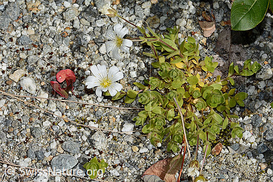 Photo: Cerastium uniflorum. Whole plant (habiti).