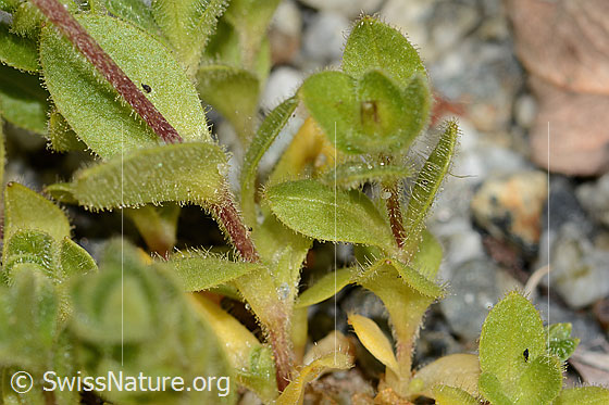 Photo: Cerastium uniflorum. Stem and leaves.