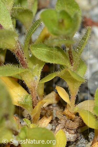 Foto: Einblütiges Hornkraut (Cerastium uniflorum). Stängel und Blätter.