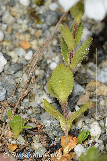 Photo: Cerastium uniflorum. Stem and leaves. Leaf underside.
