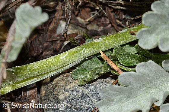 Photo: Senecio incanus. Stem.