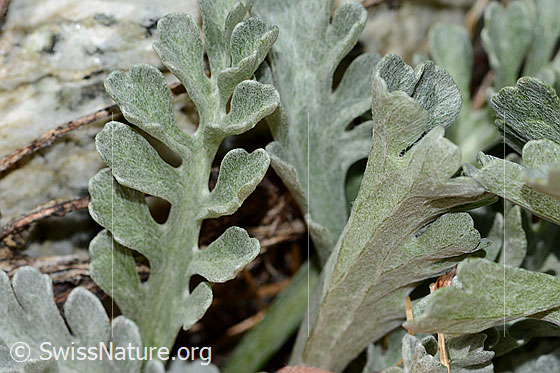 Photo: Senecio incanus. Leaves.