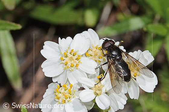 Foto: Wahrscheinlich Korbblütler-Erzschwebfliege (Cheilosia canicularis) auf Moschus-Schafgarbe (Achillea erba-rotta ssp. moschata). Länge 12mm. Männchen. Ansicht von oben.