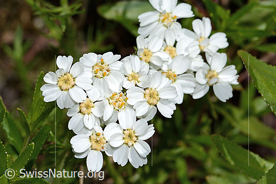 Foto: Moschus-Schafgarbe (Achillea erba-rotta ssp. moschata). Blüten.