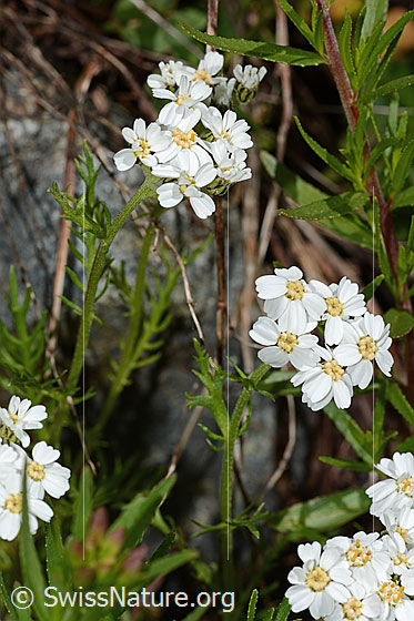 Foto: Moschus-Schafgarbe (Achillea erba-rotta ssp. moschata). Blüten und Blätter.