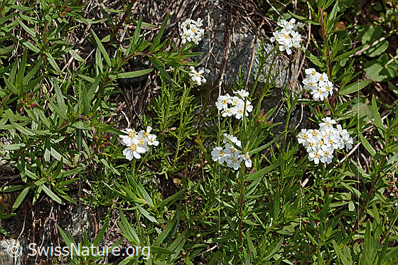 Foto: Moschus-Schafgarbe (Achillea erba-rotta ssp. moschata). Ganze Pflanze (Habitus).
