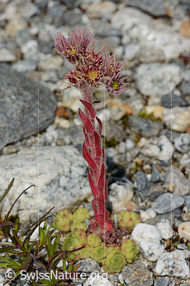 Photo: Sempervivum montanum. Whole plant (habiti).