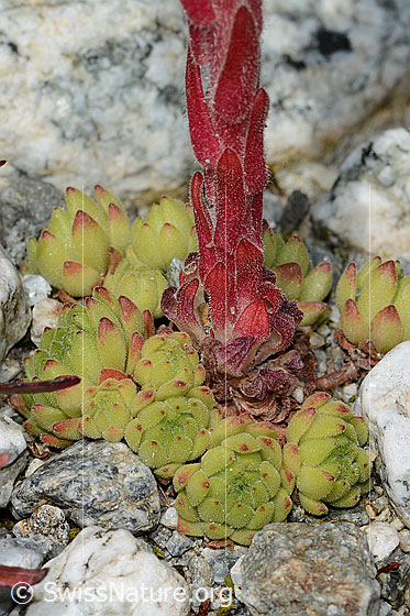 Photo: Sempervivum montanum. Rosettes and leaves.
