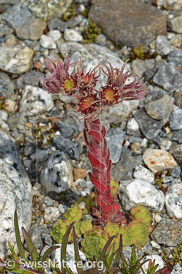 Photo: Sempervivum montanum. Whole plant (habiti).