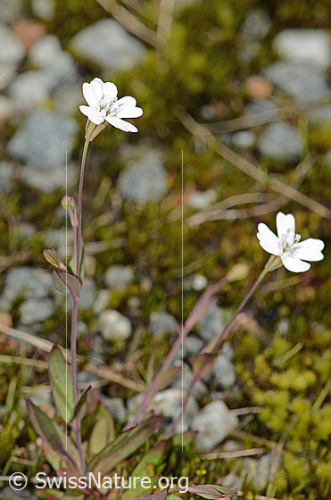 Photo: Silene rupestris. Whole plant (habiti).