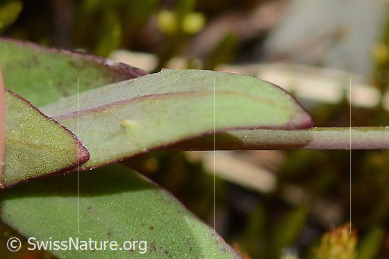 Photo: Silene rupestris. Leaf.