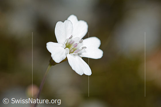 Foto: Felsen-Leimkraut (Silene rupestris). Blüte.