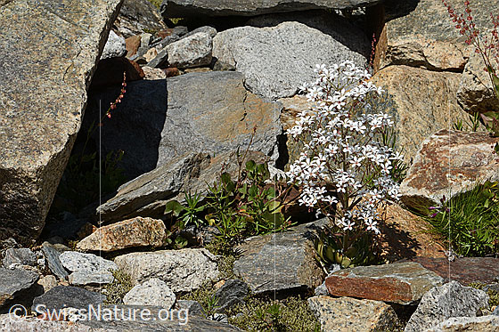 Foto: Strauss-Steinbrech (Saxifraga cotyledon). Ganze Pflanze (Habitus) in ihrer Umgebung.