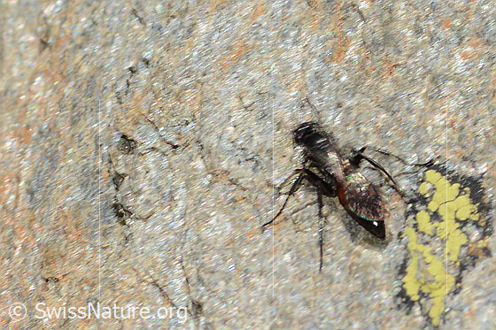 Foto: Wahrscheinlich Anoplius infuscatus (Wegwespe). Länge 7 - 12mm. Ansicht von hinten oben.