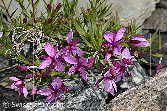 Foto: Fleischers Weidenröschen (Epilobium fleischeri). Ganze Pflanze (Habitus).