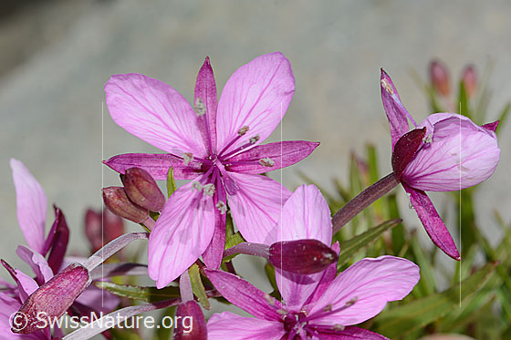 Photo: Epilobium fleischeri. Blossom.