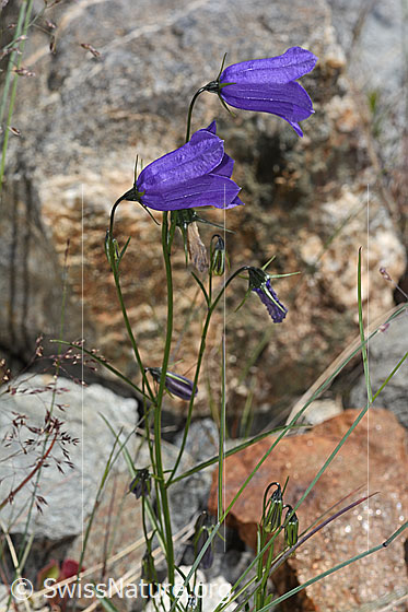 Photo: Campanula scheuchzeri. Whole plant (habiti).