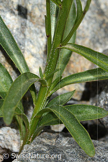Photo: Campanula scheuchzeri. Leaves and stem.