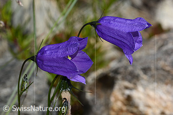 Photo: Campanula scheuchzeri. Blossoms. View from the side.