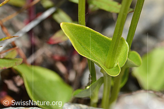 Photo: Parnassia palustris. Stem and stem leaf.