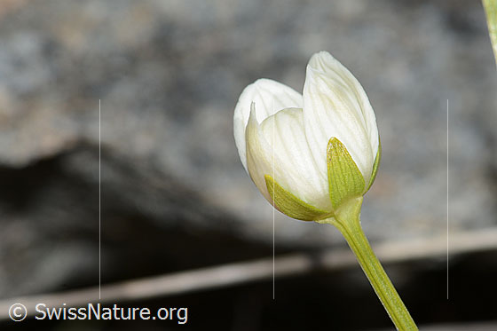 Foto: Sumpf-Herzblatt (Parnassia palustris). Knospe.